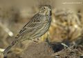 Emberiza calandra